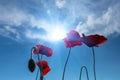 Red poppy flowers in light of sparkle sun on blue cloudy sky background Royalty Free Stock Photo