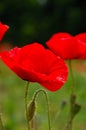 Red poppy flowers macro shot Royalty Free Stock Photo