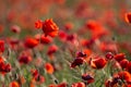 Close up of red bright poppy flower. Red flower in summer