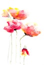 Red poppy flowers modern art style watercolor painting