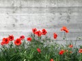 Red poppy flowers next to a gray concrete wall