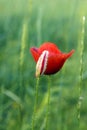 Red poppy flowers in the oil seed fields Royalty Free Stock Photo