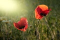 Red poppy flowers  Papaver  close-up on a blurred natural green background in the sunlight. Flower in the meadow Royalty Free Stock Photo