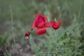 Red poppy flowers  Papaver  close-up on a blurred natural green background in the sunlight. Flower in the meadow Royalty Free Stock Photo