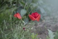 Red poppy flowers  Papaver  close-up on a blurred natural green background in the sunlight. Flower in the meadow Royalty Free Stock Photo