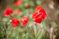 Red poppy flowers Royalty Free Stock Photo