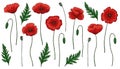 Red poppy flowers. Papaver. Green stems and leaves. Big set of elements for design. Hand drawn vector illustration Royalty Free Stock Photo