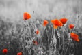 Red Poppy Flowers for Remembrance Day Royalty Free Stock Photo