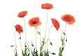 Red poppy flowers in a row on white.