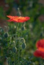 Red poppy flowers with a Shallow depth of field in striking colours