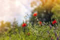 Red poppy flowers in spring on blurred background soft orange li Royalty Free Stock Photo