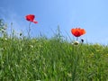Red poppy flowers in spring meadow