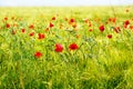 Red poppy flowers, summer field.