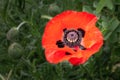 Red poppy flowers in the summer garden Royalty Free Stock Photo