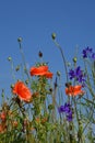 Red poppy flowers in summer meadow over blue sky Royalty Free Stock Photo