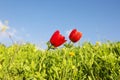 Red poppy flowers on summer meadow under blue sky. Royalty Free Stock Photo