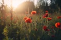 Red poppy flowers sunset. Generate Ai Royalty Free Stock Photo