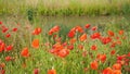 Red poppy flowers swaying in the wind