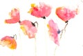 Red poppy flowers , watercolor illustrator