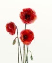 Red poppy flowers watercolor painting Royalty Free Stock Photo