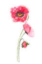 Red Poppy flowers Royalty Free Stock Photo