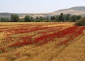 Red Poppy flowers in Wheat Field near small village Royalty Free Stock Photo