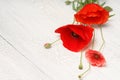 Red poppy flowers on white rustic wood. Royalty Free Stock Photo