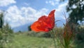 Red poppy flowers but on wild field blue sky nature landscape template Royalty Free Stock Photo