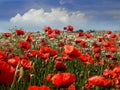 red  poppy flowers on wild  field white clouds on blue sky  and sea rock stone  summer nature landscape Royalty Free Stock Photo