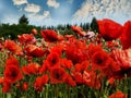 Red  poppy flowers on wild  field white clouds on blue sky  and sea rock stone  summer nature landscape Royalty Free Stock Photo