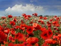 Red  poppy flowers on wild  field white clouds on blue sky  and sea rock stone  summer nature landscape Royalty Free Stock Photo