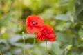 Red poppy flowers. Wildflowers blooming in summer field