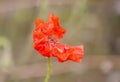 Red poppy flowers. Wildflowers blooming in summer field