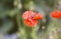 Red poppy flowers. Wildflowers blooming in summer field