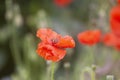 Red poppy flowers. Wildflowers blooming in summer field