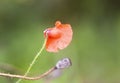 Red poppy flowers. Wildflowers blooming in summer field