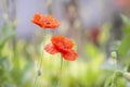 Red poppy flowers. Wildflowers blooming in summer field