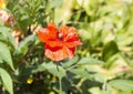 Red poppy flower. Wildflowers blooming in summer field