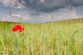 Red poppy on focus on wheat field Royalty Free Stock Photo