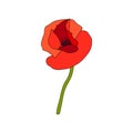 Red Poppy full-blown flower and stem. Side view. Anzac. Flat sketch style. Bud flagging Royalty Free Stock Photo