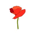 Red Poppy full-blown flower and stem. Side view. Flat sketch style. Scarlett petals. Day of Remembrance