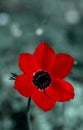 Red poppy in the garden Royalty Free Stock Photo