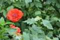 Red poppy in the garden. Flower and bud Royalty Free Stock Photo