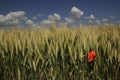 Red poppy in golden corn field with blue sky Royalty Free Stock Photo