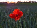 Orange-scarlet poppy in green grain field by sunset light Royalty Free Stock Photo