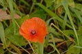 Red poppy in the grass, selective focus Royalty Free Stock Photo