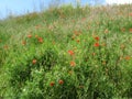 Red poppy on a green background. Blue sky over poppy meadow. Flowers bright summer afternoon. Royalty Free Stock Photo