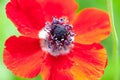 Red poppy Royalty Free Stock Photo