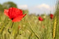 A red poppy and green barley in a field margin in holland in springtime Royalty Free Stock Photo