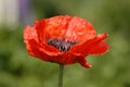 Red poppy on green field Royalty Free Stock Photo